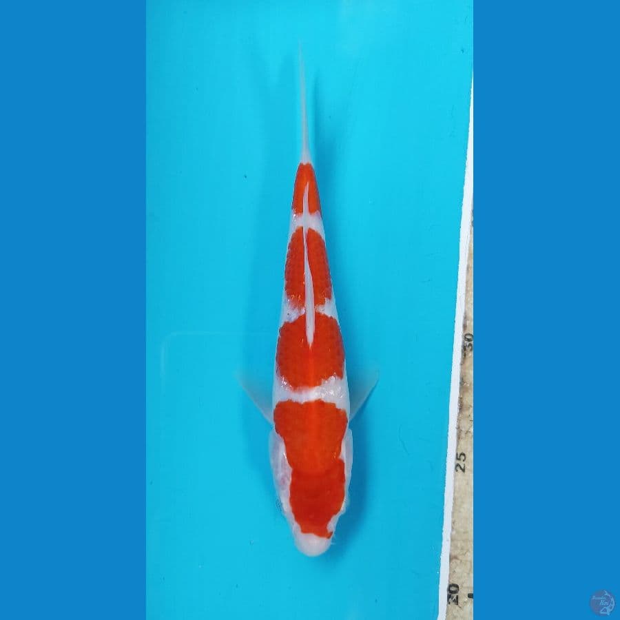 kohaku 18cm