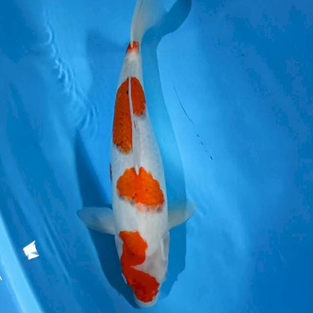 Sanke 48cm