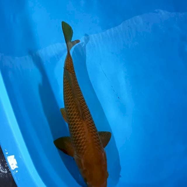 Cagoi 43cm