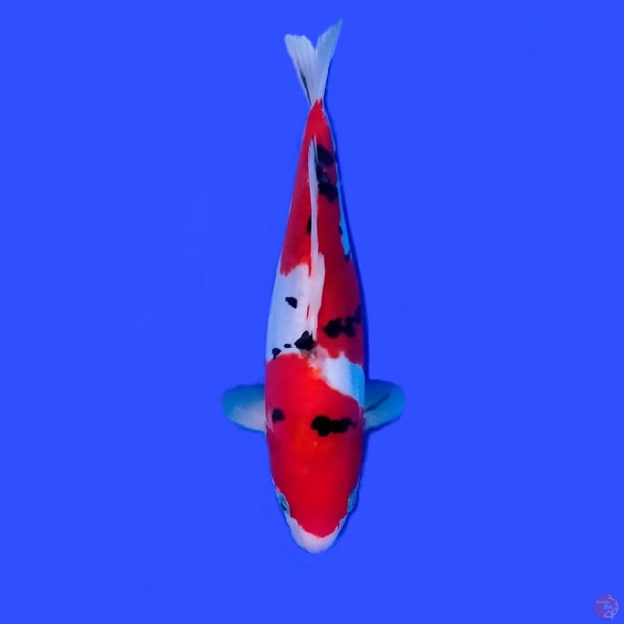 Doitsu 28 cm female~