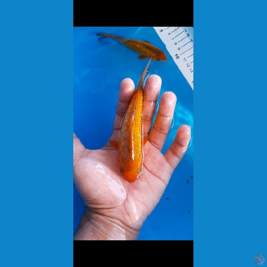 chagoi caramel ginrin