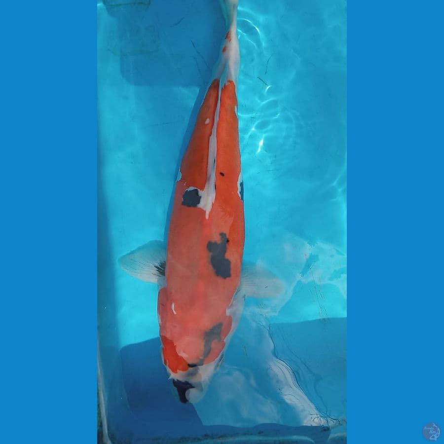 doitsu showa 33cm