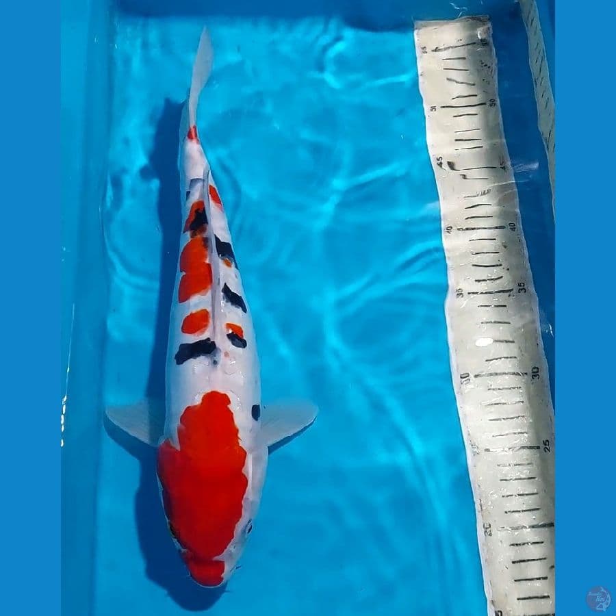 SANKE DOITSU 35 CM
