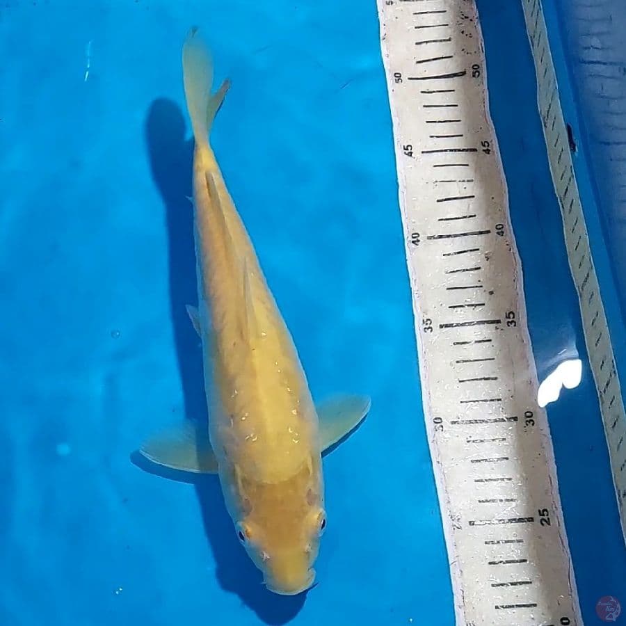 KARASHI MATA MERAH SISIK NAGA 28 CM