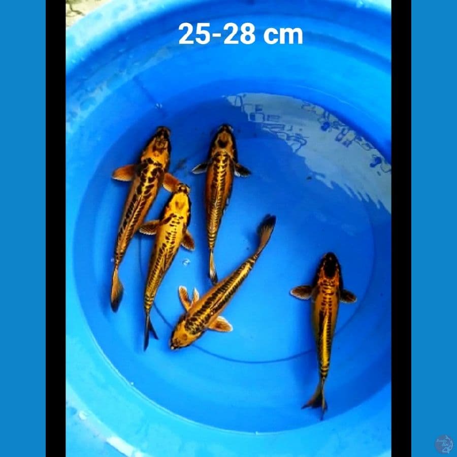 Paket mizuo 25-28 cm