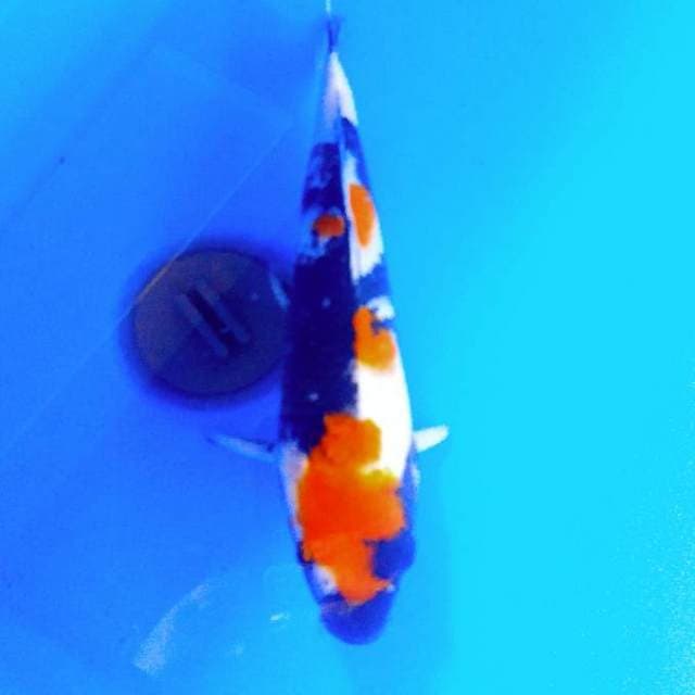 Showa 34cm merah merona