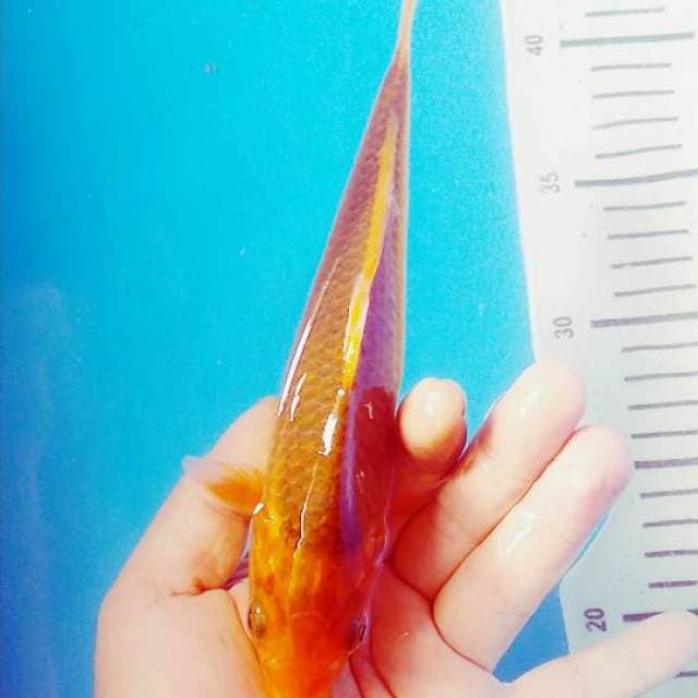 Aka matshuba F1 22cm calon jumbo induk 85cm