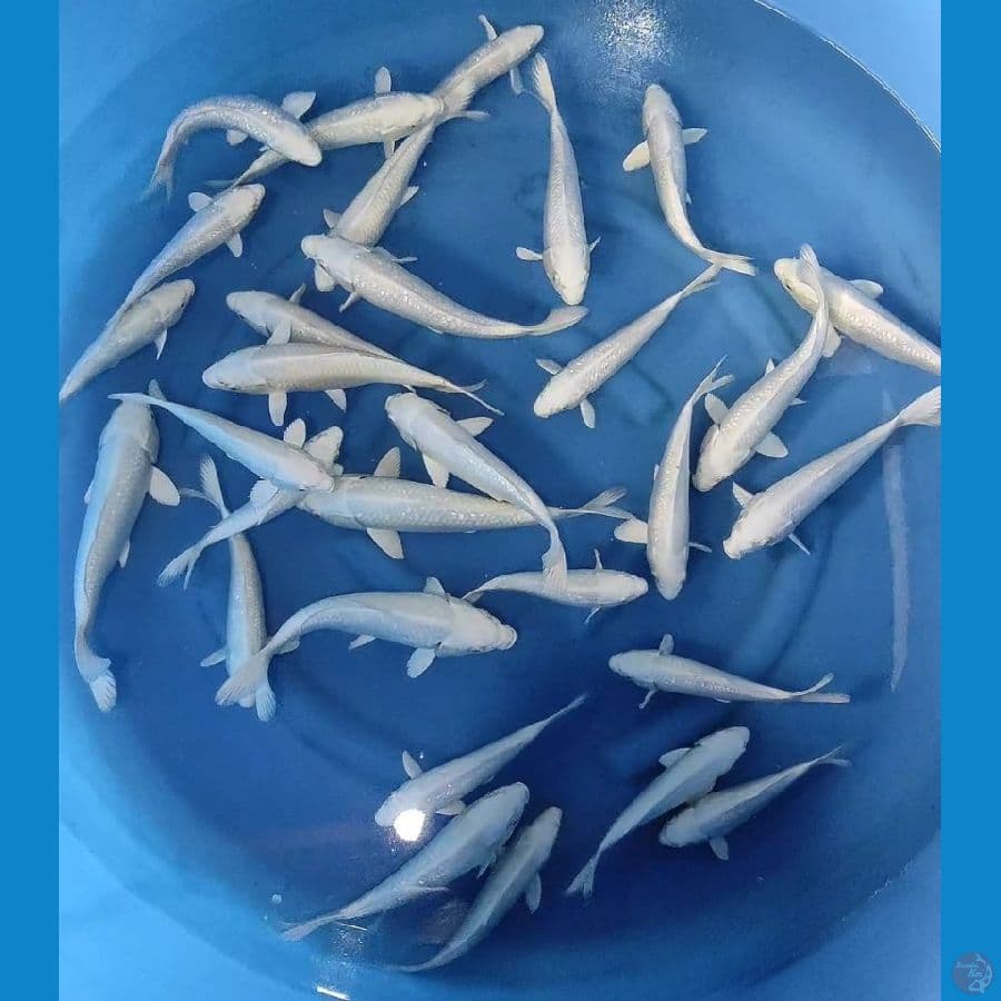 paket PLATINUM 28CM