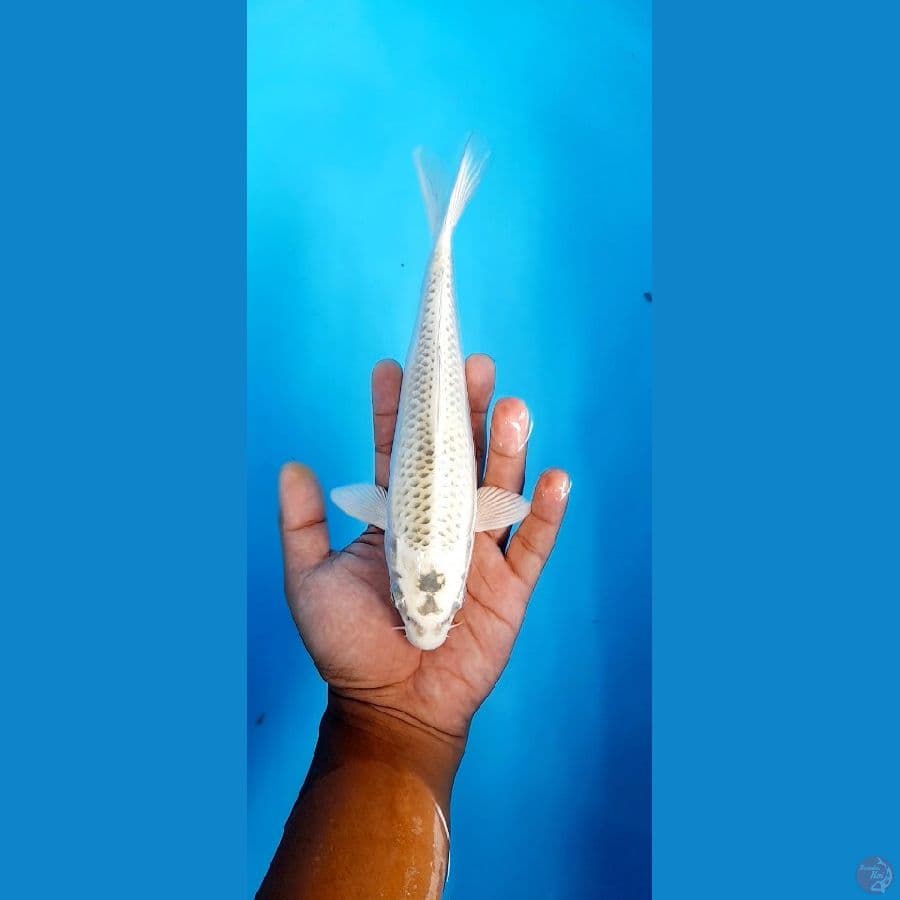 mukasi
