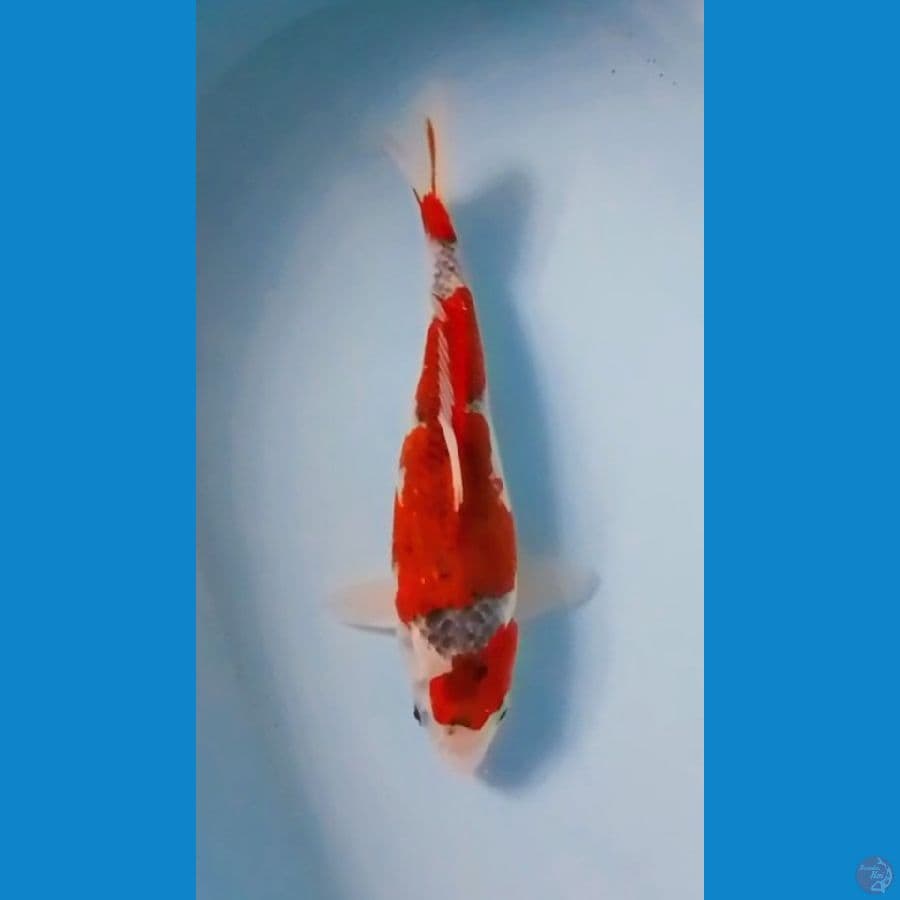 3step Goshiki Original 37cm (F)
