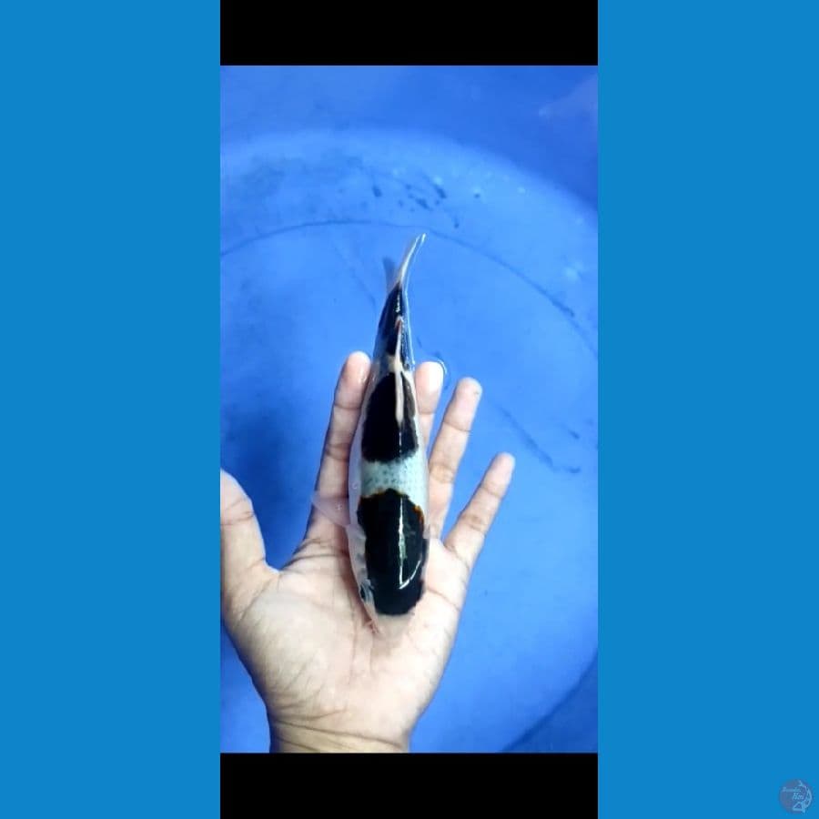 Goromo HQ 18 cm