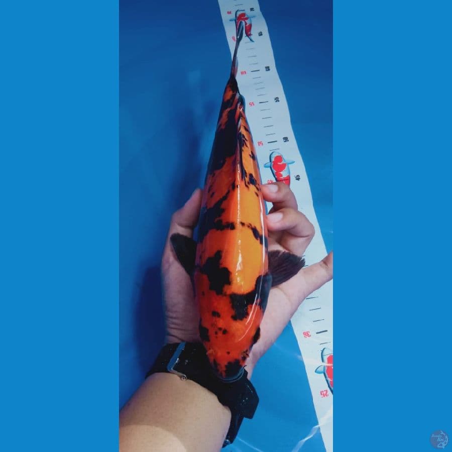 Hi utsuri doitsu murni 30 cm