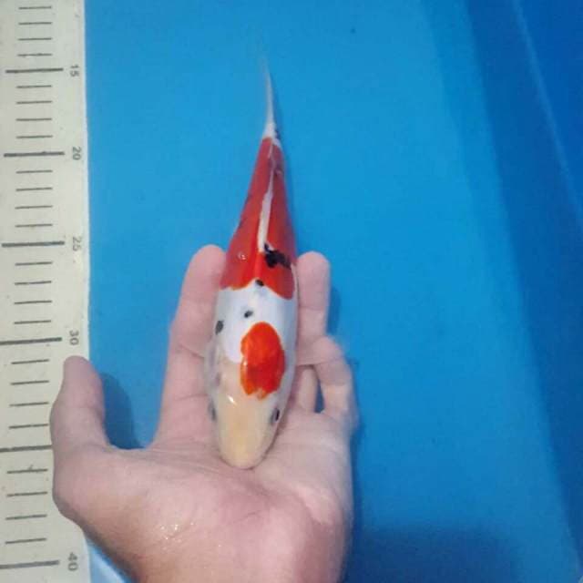sanke merah darah 25cm