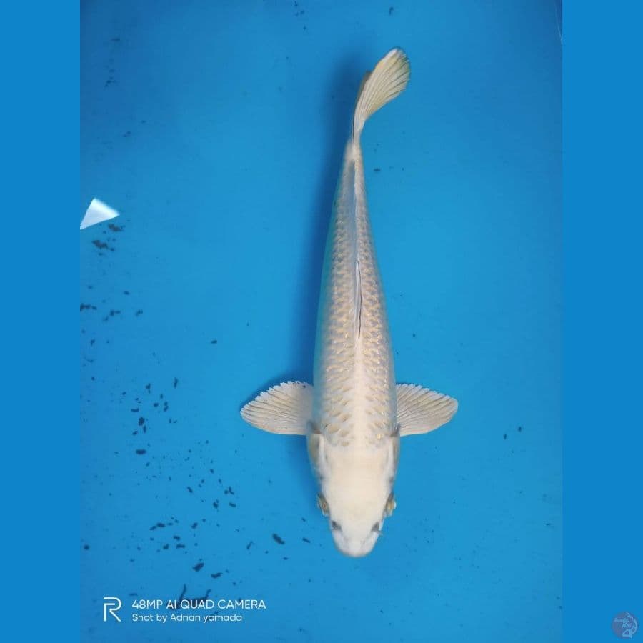 ginrin mukasi 40 cm