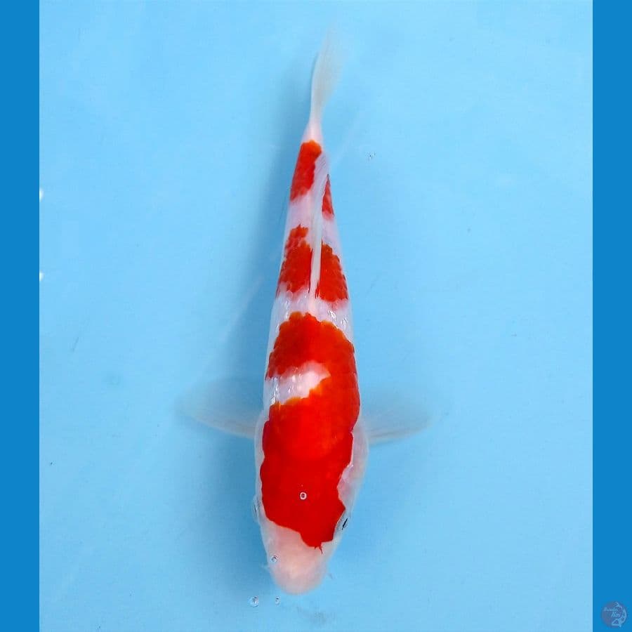 kohaku 20 cm