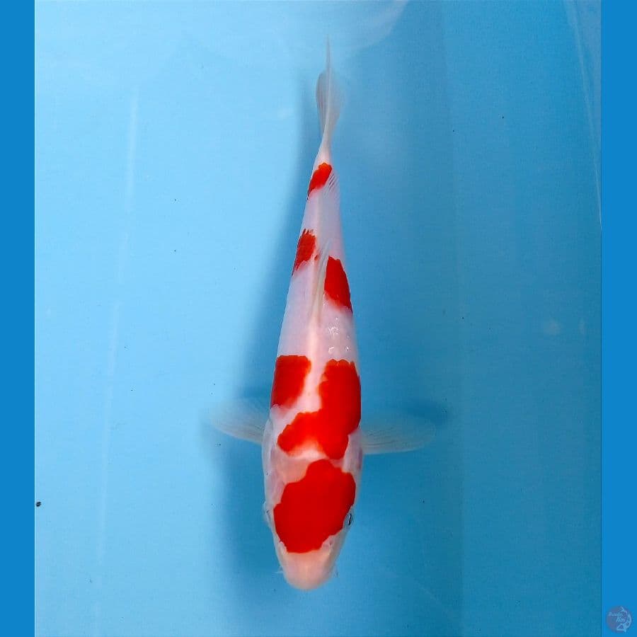 kohaku 21 cm