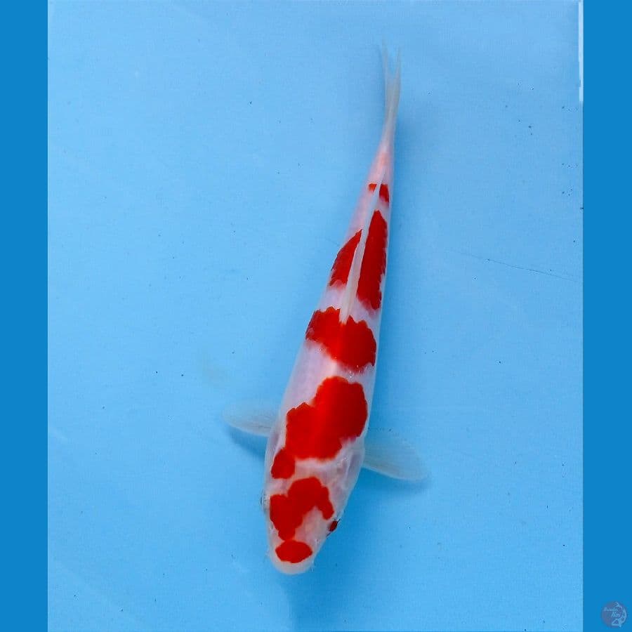 kohaku 19cm