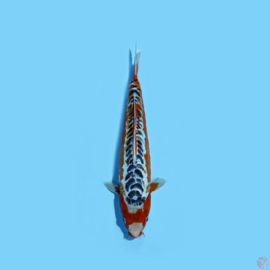 HANASUSUI 32CM