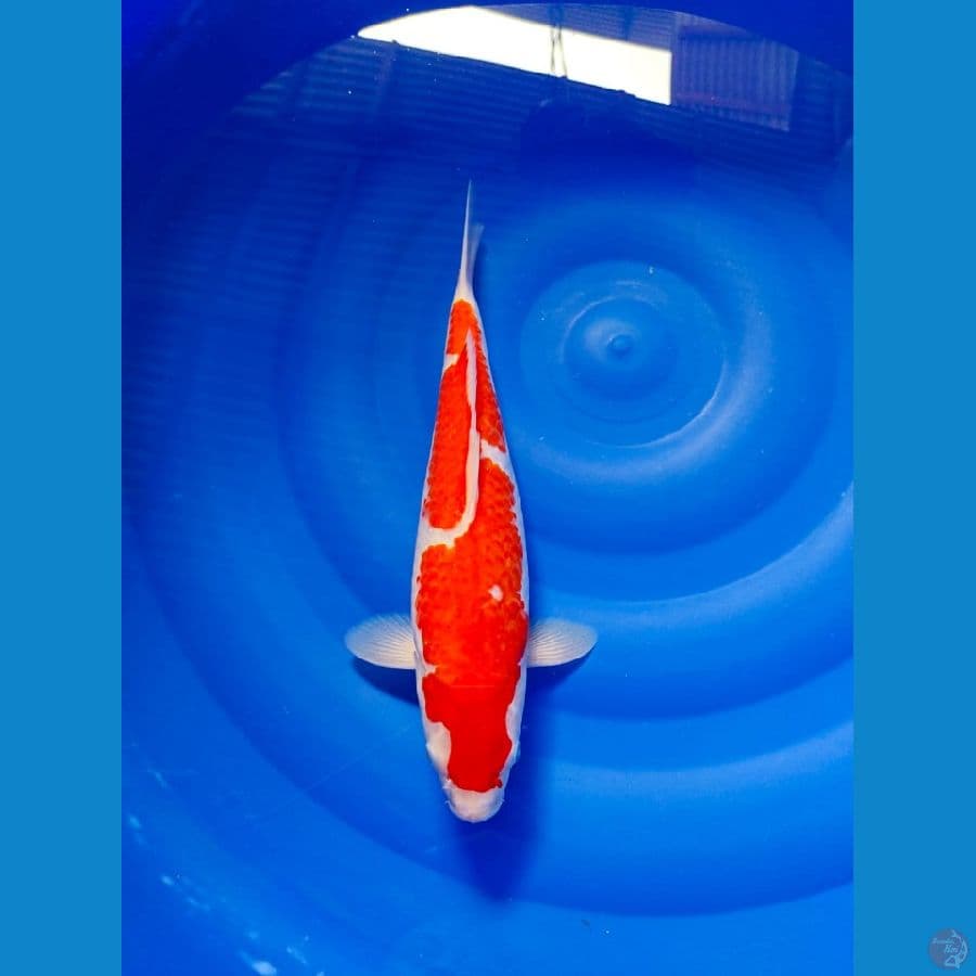 kohaku merah strong 37cm