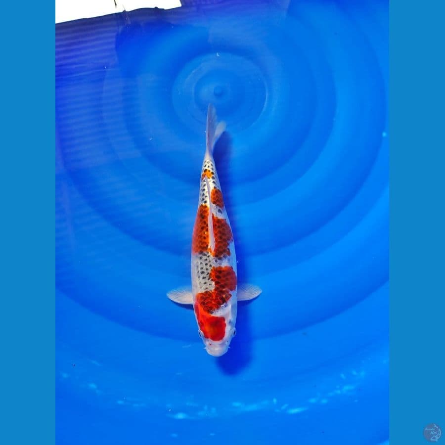 goshiki 29cm
