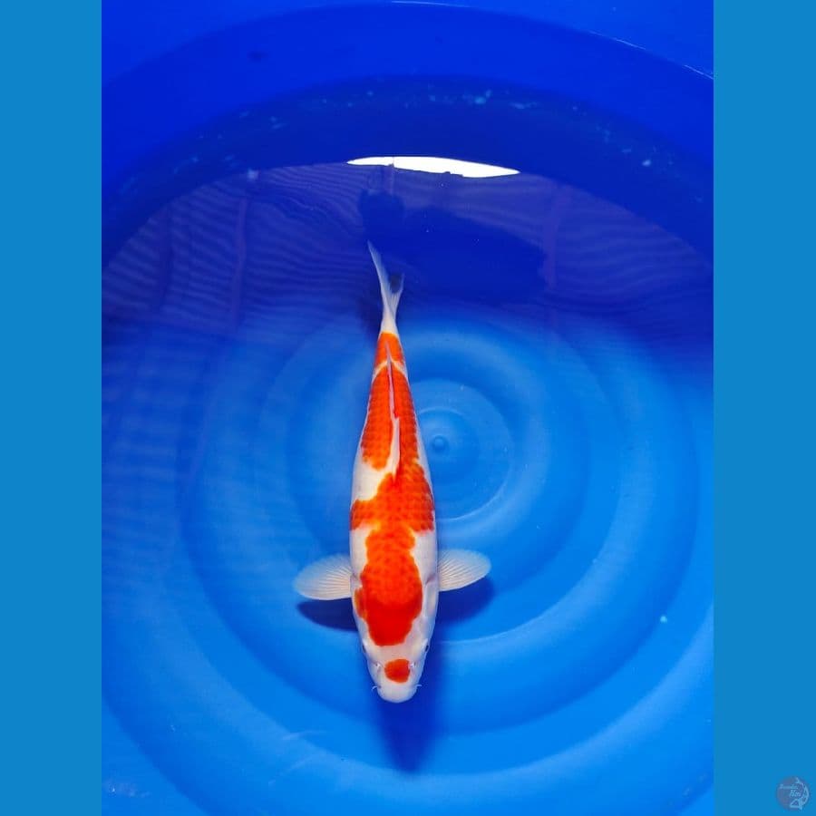 kohaku joss 37cm
