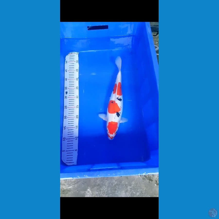 Sanke Doitsu 41bu female