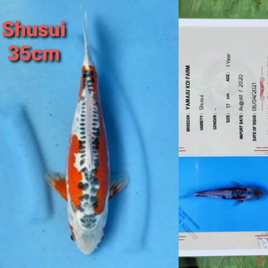 YAMAJYU SHUSUI 35CM