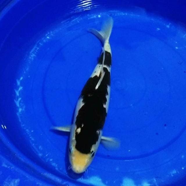 Budho goromo 45cm