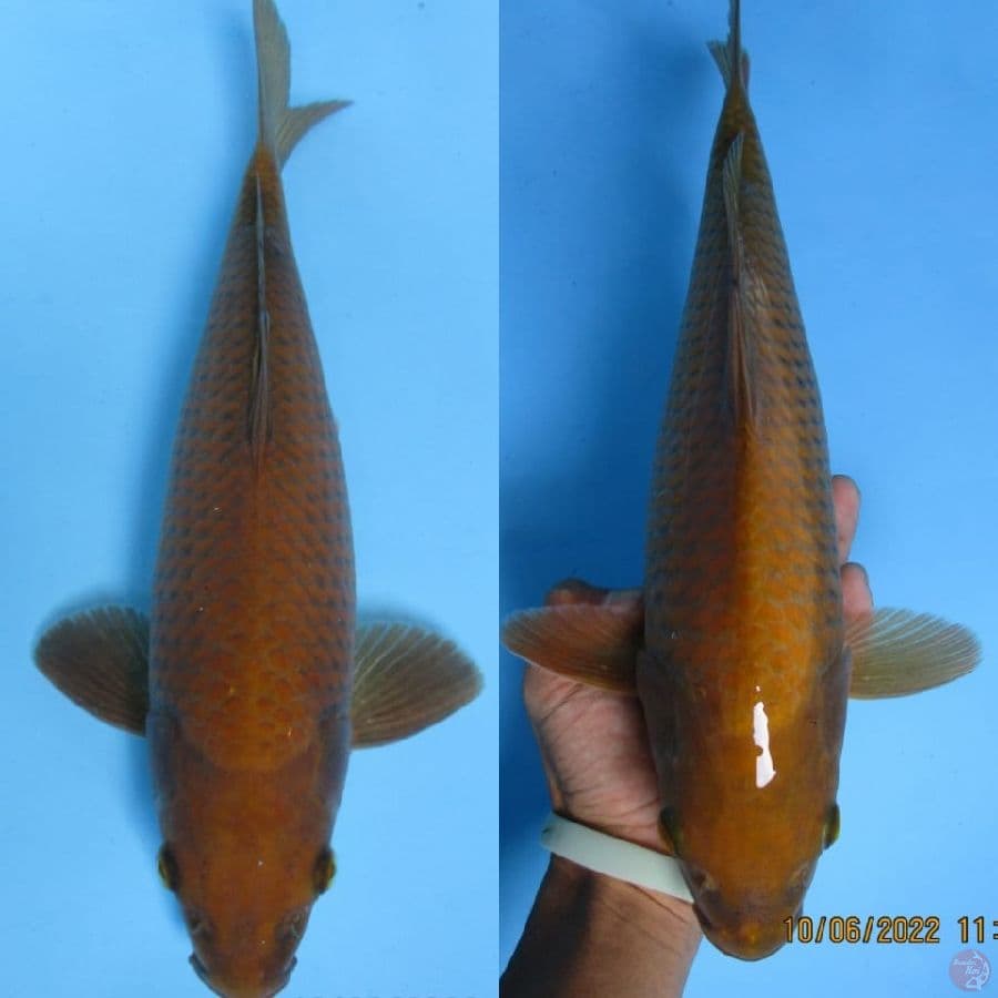 MKC KOI GRUB