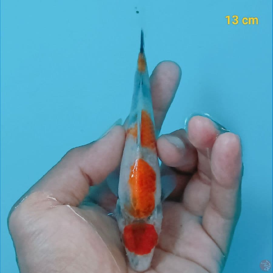 Minion 13 cm