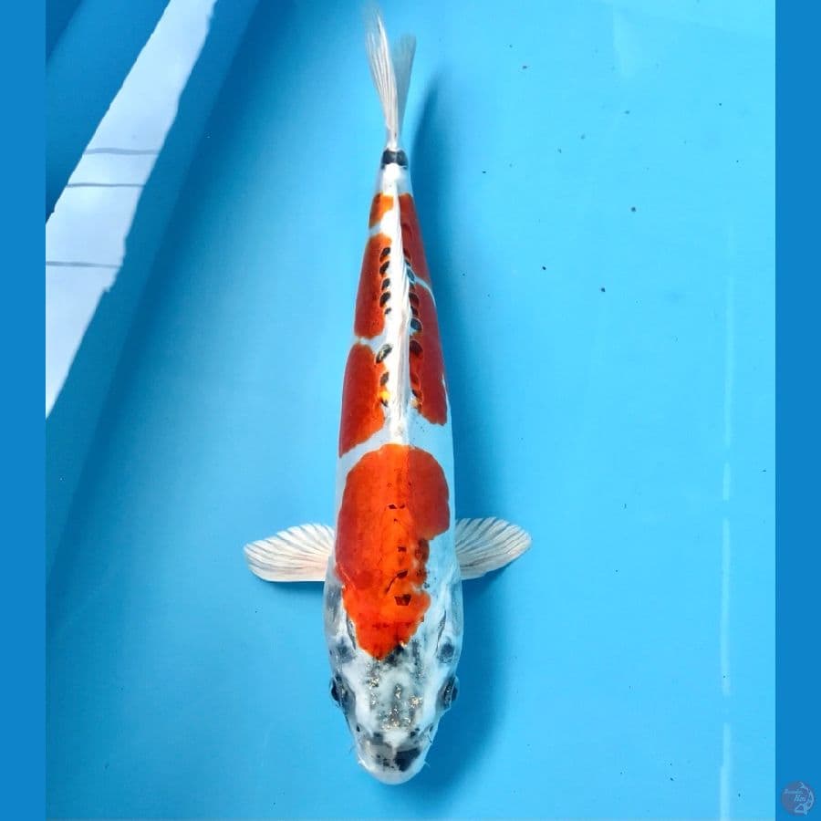 kujaku doitsu 30cm