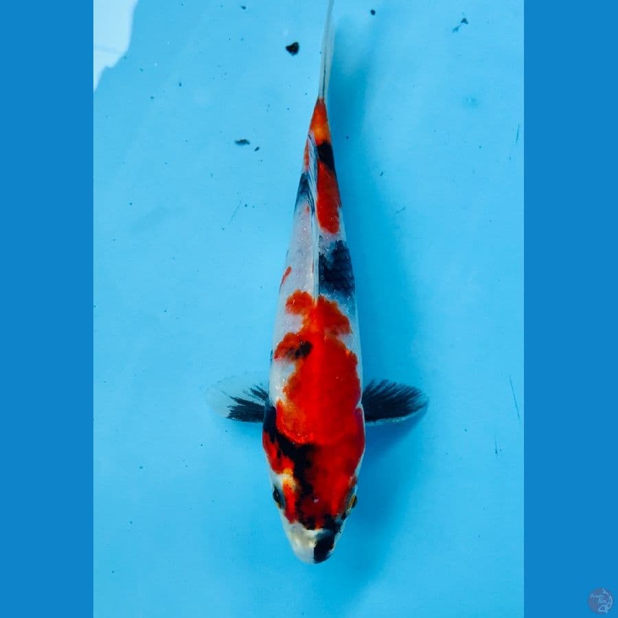 showa 19cm