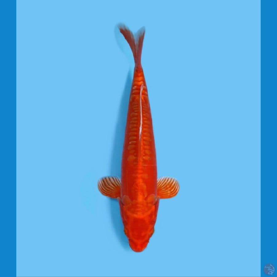 DOITSU POLOSAN 30CM - FEMALE