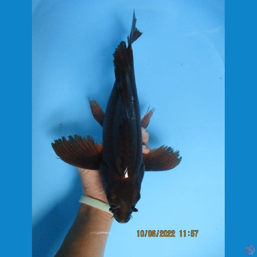 NKC KOI GRUB