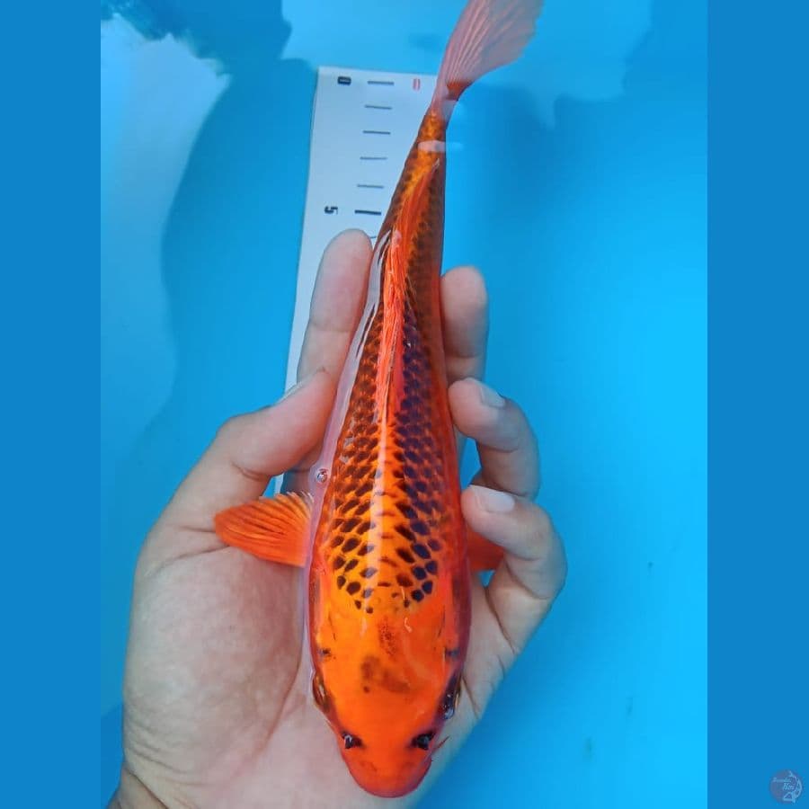 Matsuba 23 cm