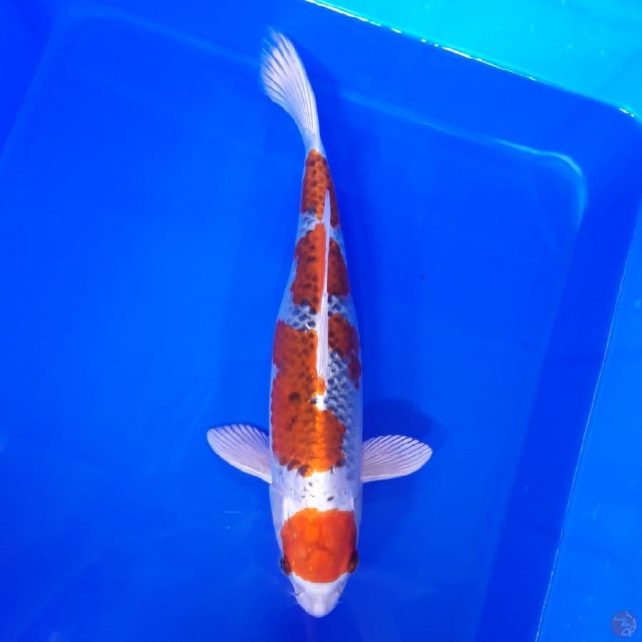 Maruten Kujaku 35cm