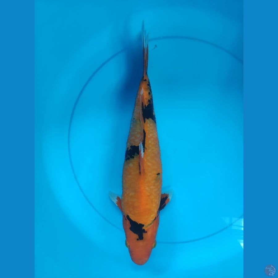KIN UTSURI 38 CM