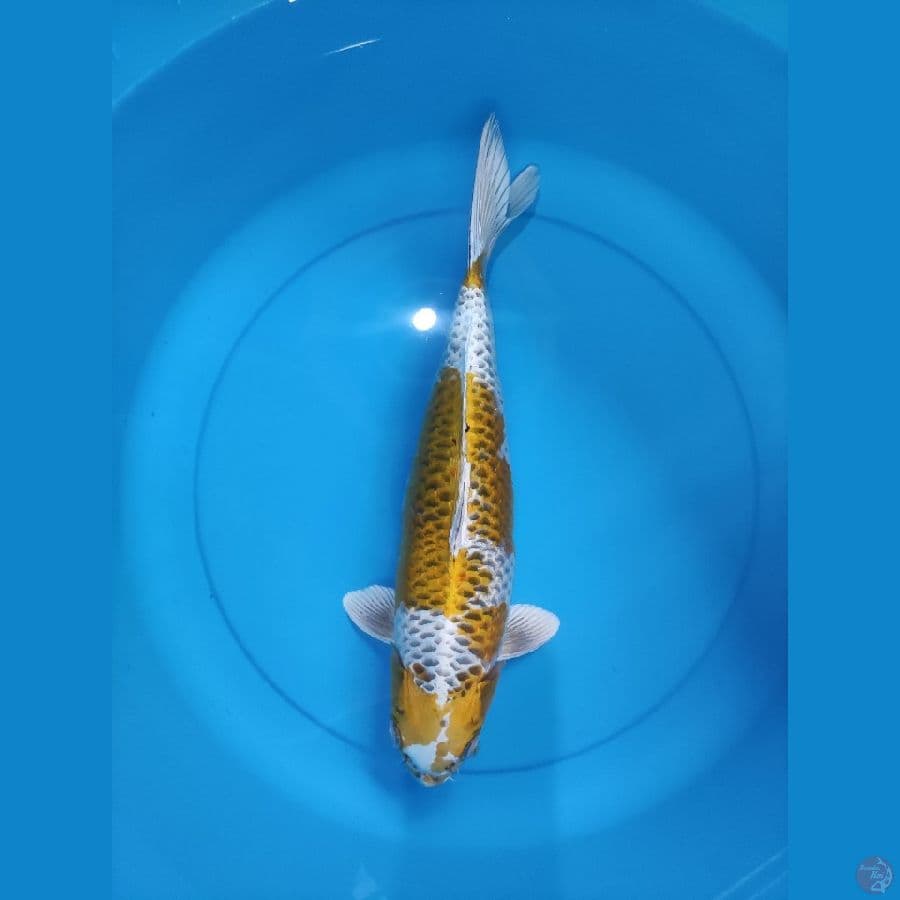 KUJAKU 40 CM