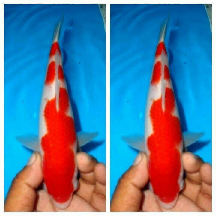 Baby kohaku f1 male.