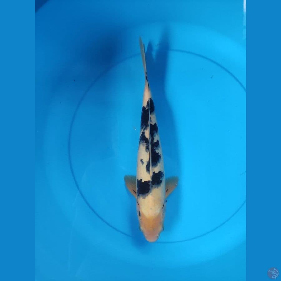BEKKO 35 CM