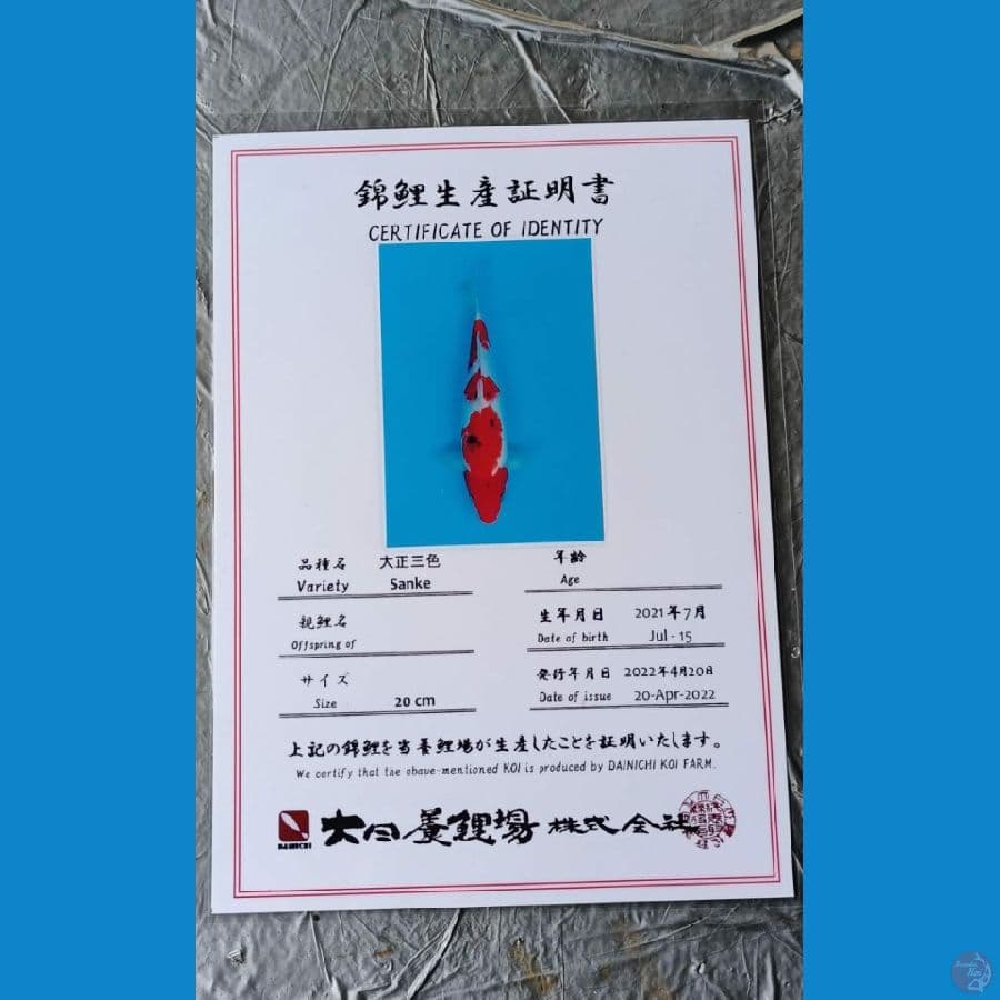 Dainichi Sanke 29cm