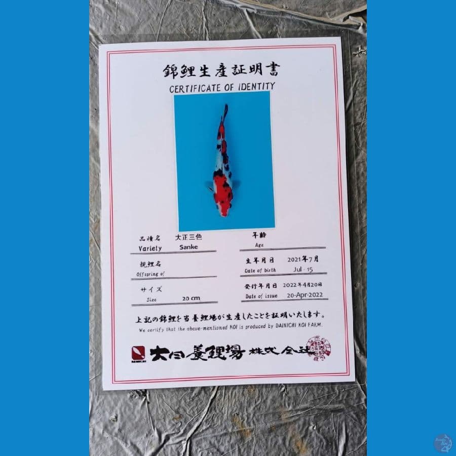Dainichi Sanke 24cm