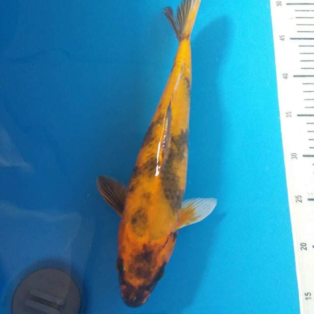Ki utshuri jumbo 40bu