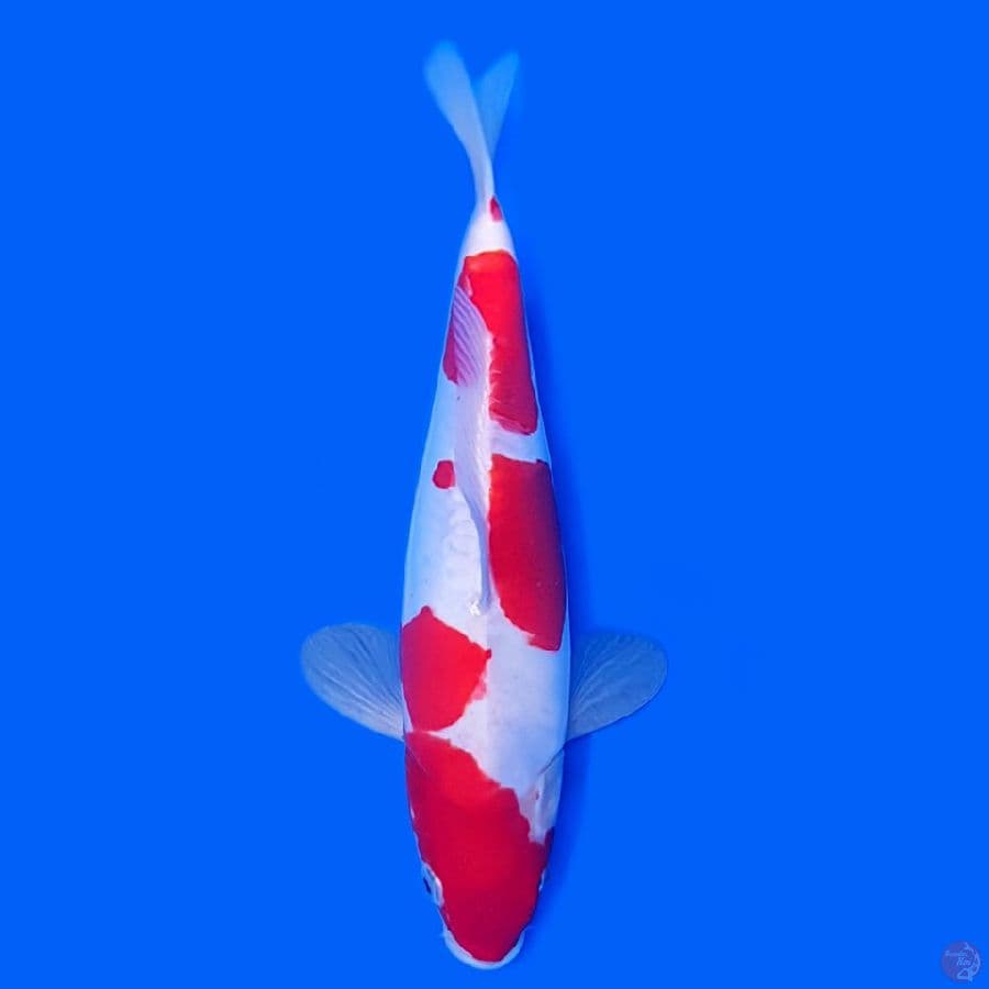 KOHAKU DOITSU 27CM STRONG~female
