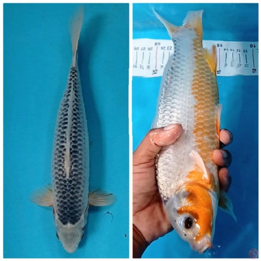 TM.Blitar - asagi 33 cm