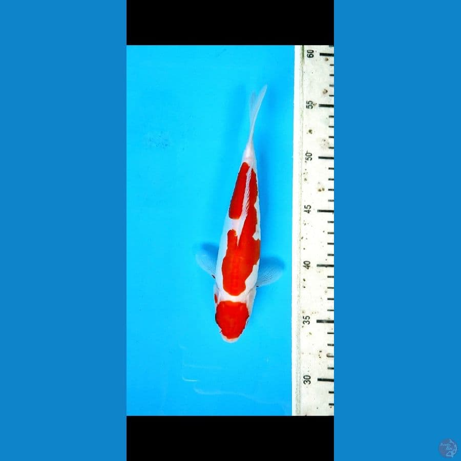 minion doitsu kohaku 22 cm