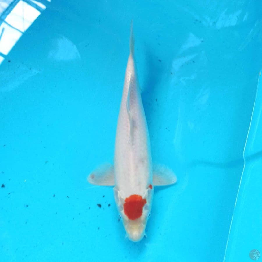 TANCHO 29 cm