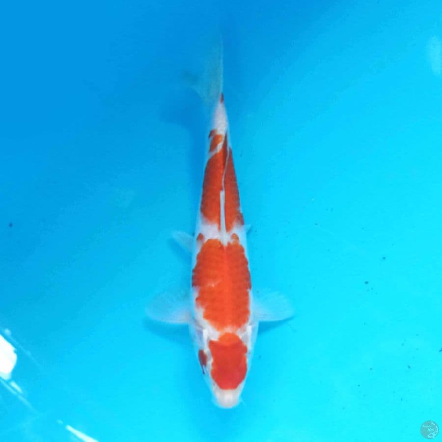 SANDAN KOHAKU 28 cm