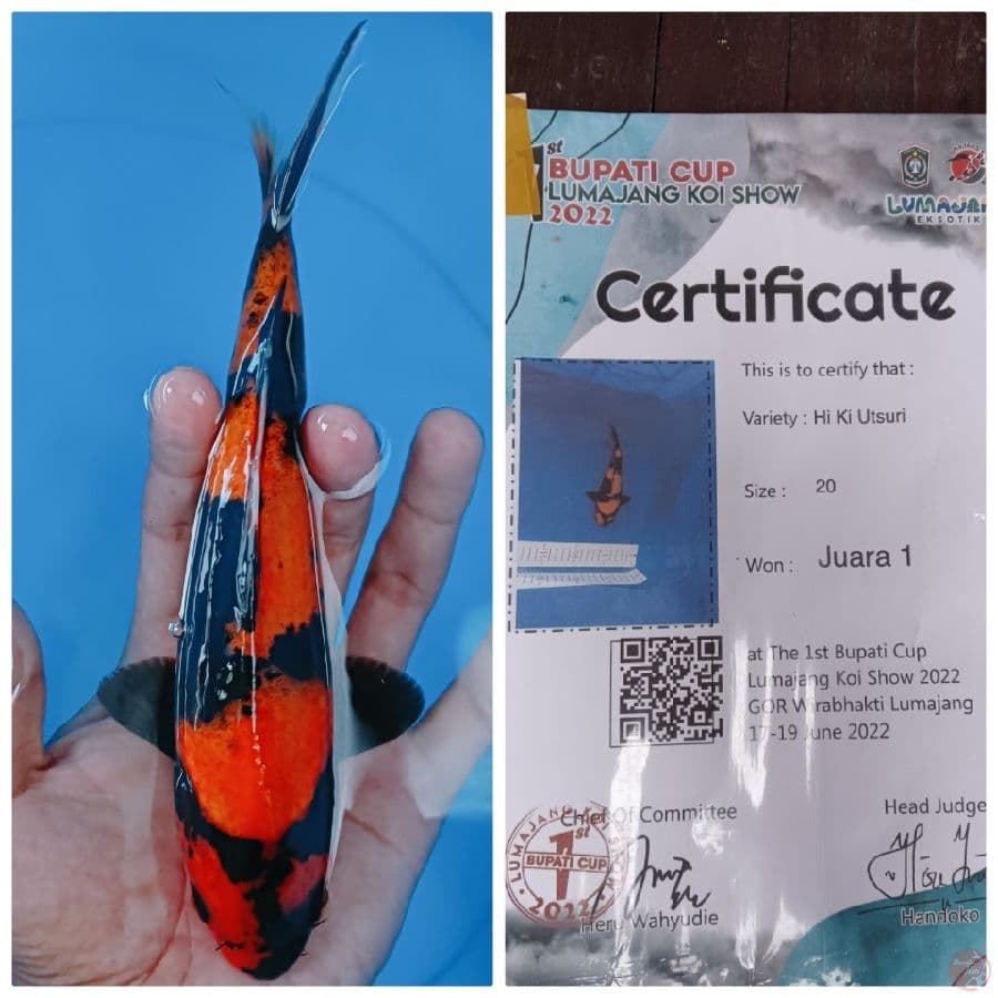 Ready Show 20 cm