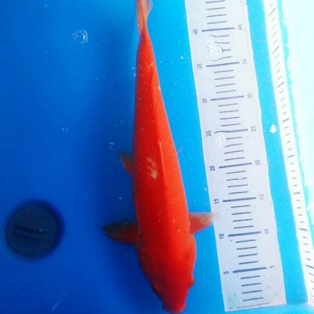 Benigoi tembus perut super merah 50cm..ada sisik copot dipunggung